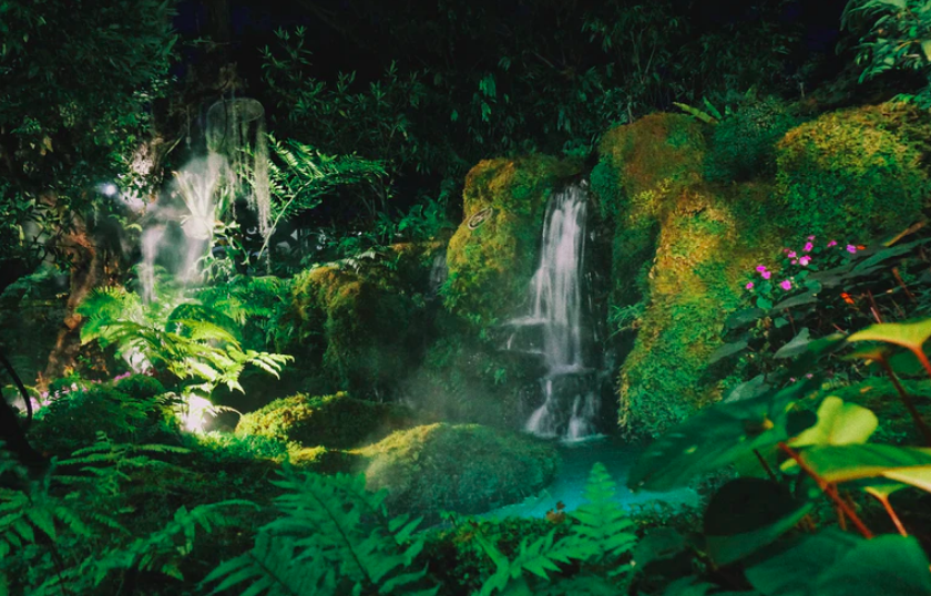 forest with plants and waterfall